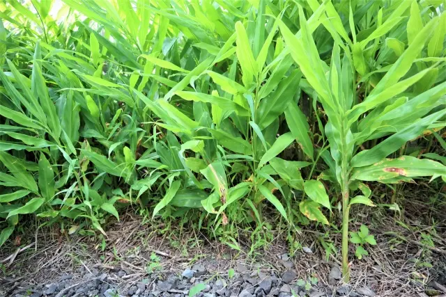 半日陰で群生するみょうがの葉と茎