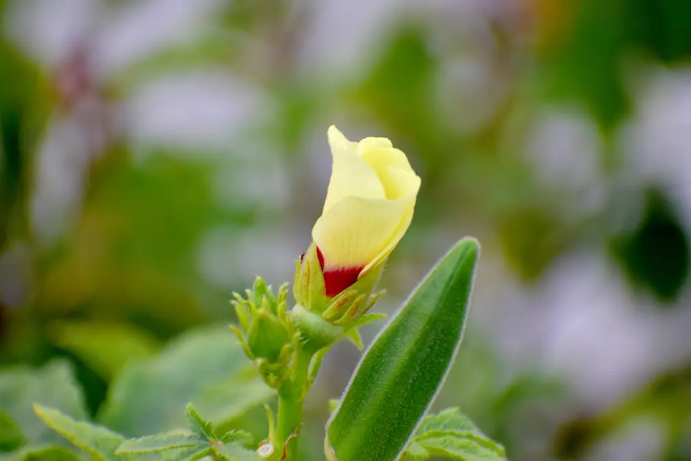 オクラの花と若い実